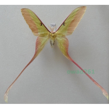 Actias dubernardi (Oberthür, 1897) male ex. ovo China 77mm76d
